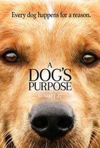 Câinele adevăratul meu prieten - A Dog's Purpose (2017) Film Online Subtitrat